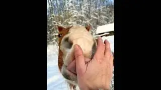 Horse 🐴 #лошадь #забавныеживотные #villagevlog #horse #vlog #cavalo #video #horses #winter #sorts
