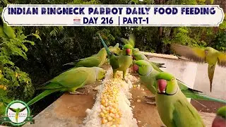 Indian Ringneck Parrot & Squirrel Cute Feeding Time | Soaked Rice & Corn Day-216 | Part-1