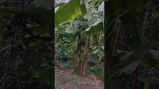 Farm @N&ocirc;ng nghiệp xanh- Một Cỏi đi về..