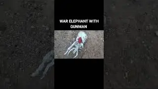ELEFANTE DE GUERRA CON PISTOLERO #elephants #warelephant #elefantes #pistoleros #warhorse #animals