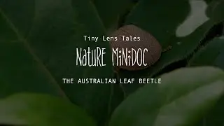 The Curious Australian Leaf Beetle #NatureMinidoc