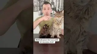 M&eacute;thode pour accueillir  un nouveau chat #cat #conseils #chaton #kitten