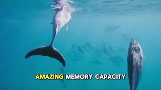 Human vs Dolphin brain #facts #dolphin #animals #animalbravery