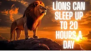 7 Things You Didn't know About Lions