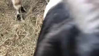 Protective Momma Goat with her Babies