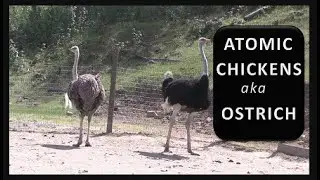 Атомные куры - они же страусы