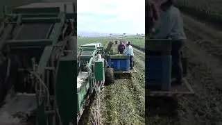 Raccolta meccanica fagiolini