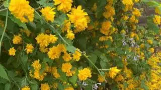 ケリア植物のプロフィール