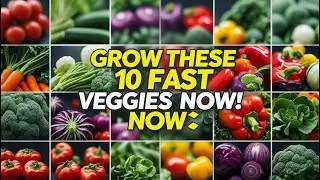 10 Fast-Growing Vegetables for Beginners: Harvest Fresh Produce Quickly! 🌱🥕