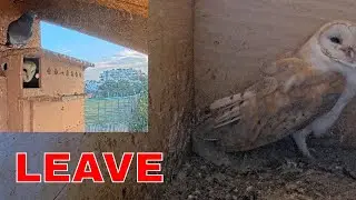 Barn Owl Had Enough 🦉 Goes to the Entrance to Confront Pigeons | Nature Gone Wild