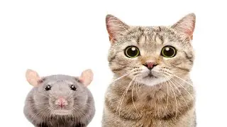 ANGRY CAT SOUND FOR RATS