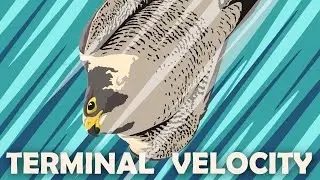 What It Takes To Be The Fastest Animal Alive