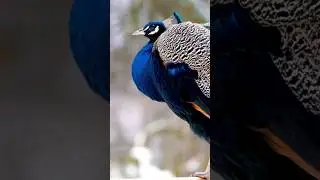 BIRD SOUND | PEACOCK SOUND WITH REAL VIDEO 🦚 #peacock #birdsounds #birds #birdchirping