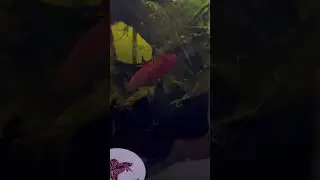 Ruby the betta fish hunts grindal worms for dinner
