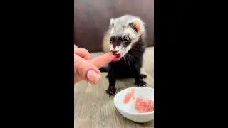 Ferret Raw Diet. First Time! 🍖 Sassy