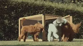 Introducing the IQ Box: The Ultimate Luxury Dog Crate