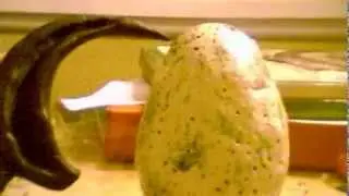 Jurassic Park Mini Custom Raptor Egg(Read The Description PLEAZ)