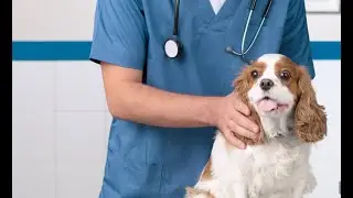 Healthy from Intake to Outcome: Disease Transmission and Prevention in Shelters