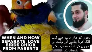 When And How Separate The Love Birds Chick From Parents.#lovebirds #birdsempire #birdsbreeding
