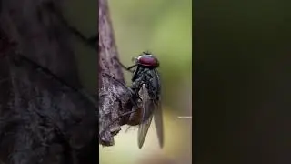 fly #macro #video #shorts #youtubeshorts #mobilevideography