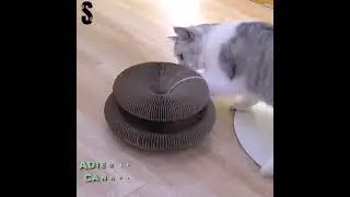 Magic Scratch&trade; - le Griffoir qui rend les Chats Fous !!!