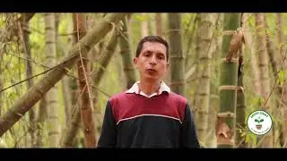 Guadua- como sembrarla y cultivarla en terrenos secos