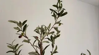 Nearly Natural 7ft Faux Olive Tree ￼Review. Does it look real? #olivetree