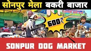 सोनपुर मेला बकरी बाजार || Sonpur Goat Market ||Sonpur Dog Market #sonpurmela2025 #sonpurmelatheatre 