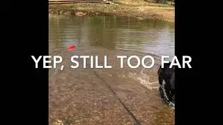 Labmaraner Puppy learning to retrieve in the water
