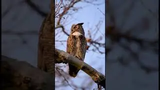 Great Horned Owl hooting