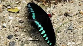 Trogonoptera trojana　トロヤナアカエリトリバネアゲハ　-DIscoveryPlanet-