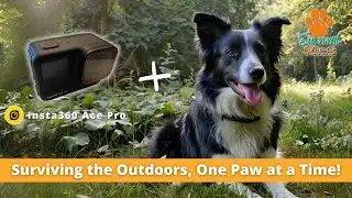 Ditch the Shaky Videos! Insta360 Ace Pro Dog Harness Test in 4K