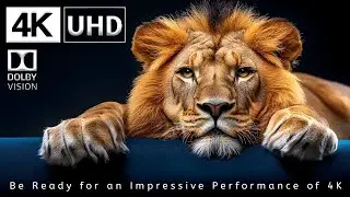 VIVID COLORS 💎 4K Video ULTRA-HD Dolby Vision HDR 120 FPS (OLED)