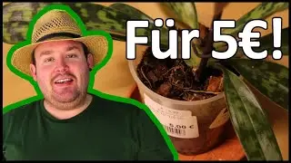Schn&auml;ppchen im Gartencenter: Frauenschuh-Orchidee | Flol