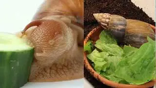 Snails Eating Compilation Side by Side | Slowmo #slowmotion #timelapse