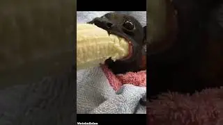 Cute Bat Enjoys Banana #Shorts