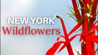New York Wildflowers and Unique Native Plant Communities