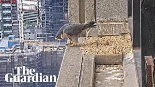 New peregrine falcon takes a meal and nurses egg atop Melbourne skyscraper