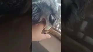 bubo sumatranus abis selesai mandi