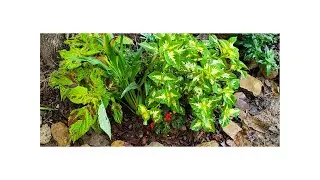 #Garden Chores #zone 7b #2nd Chance