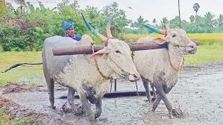Bullock In agriculture land Of heavy Work For Bullock