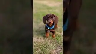 PERFECT PUPPY Watch This Mini Dachshund Puppy Play #minidachshund #puppy #cutedogs