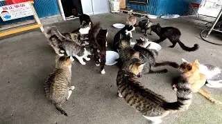 【田代島】【猫島】田代食堂でご飯待ちをする野良猫