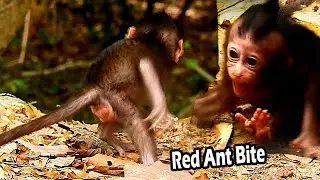 Baby Brittany Cries Jerking Hurt Cos Red Ant Bit | She Cry Run To Fast Ask Mum Brinn Remove It