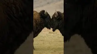 Bulls Clash Head-On!2頭のバッファローが正面衝突！#buffalo #clash #animals #wildlife #fight