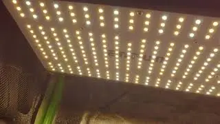 Autoflower grow GSC  Week 2 into growing enfun led 2x3 vivosun grow tent indoor how grow Auto