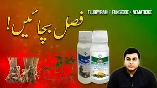 Fluopyram Explained | Succinate Dehydrogenase Inhibitor Fungicide | Diseases & Products