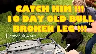 Extreme! BABY BULL GOT STEPPED ON!!! BROKEN ?! DISASTER! CATCH HIM! Viewer Discretion Advised #sad