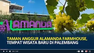 Taman Anggur Alamanda Farmhouse, Tempat Wisata Baru di Palembang, HTM Rp15 Ribu Perorang