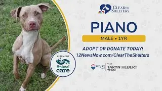 Animals including those on 'urgent' list at Beaumont Animal Care still in need of a home